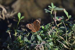 Image of Pacific Mangrove Buckeye