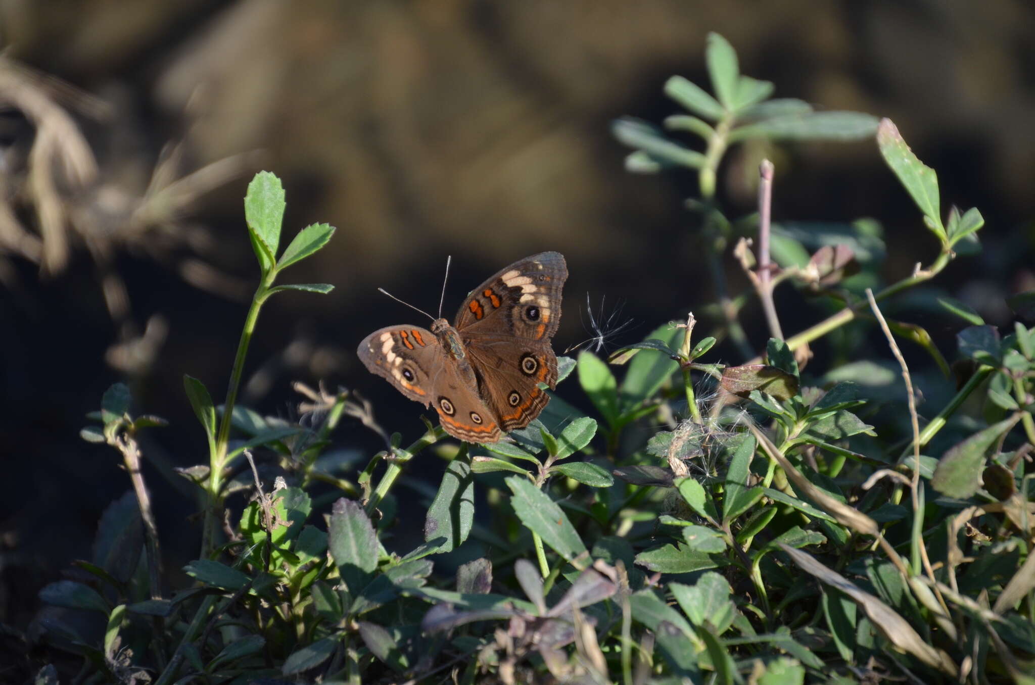 Sivun Junonia pacoma kuva