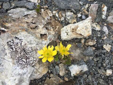 صورة Ranunculus sericophyllus Hook. fil.