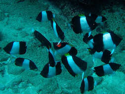 Image of Black Pyramid Butterflyfish