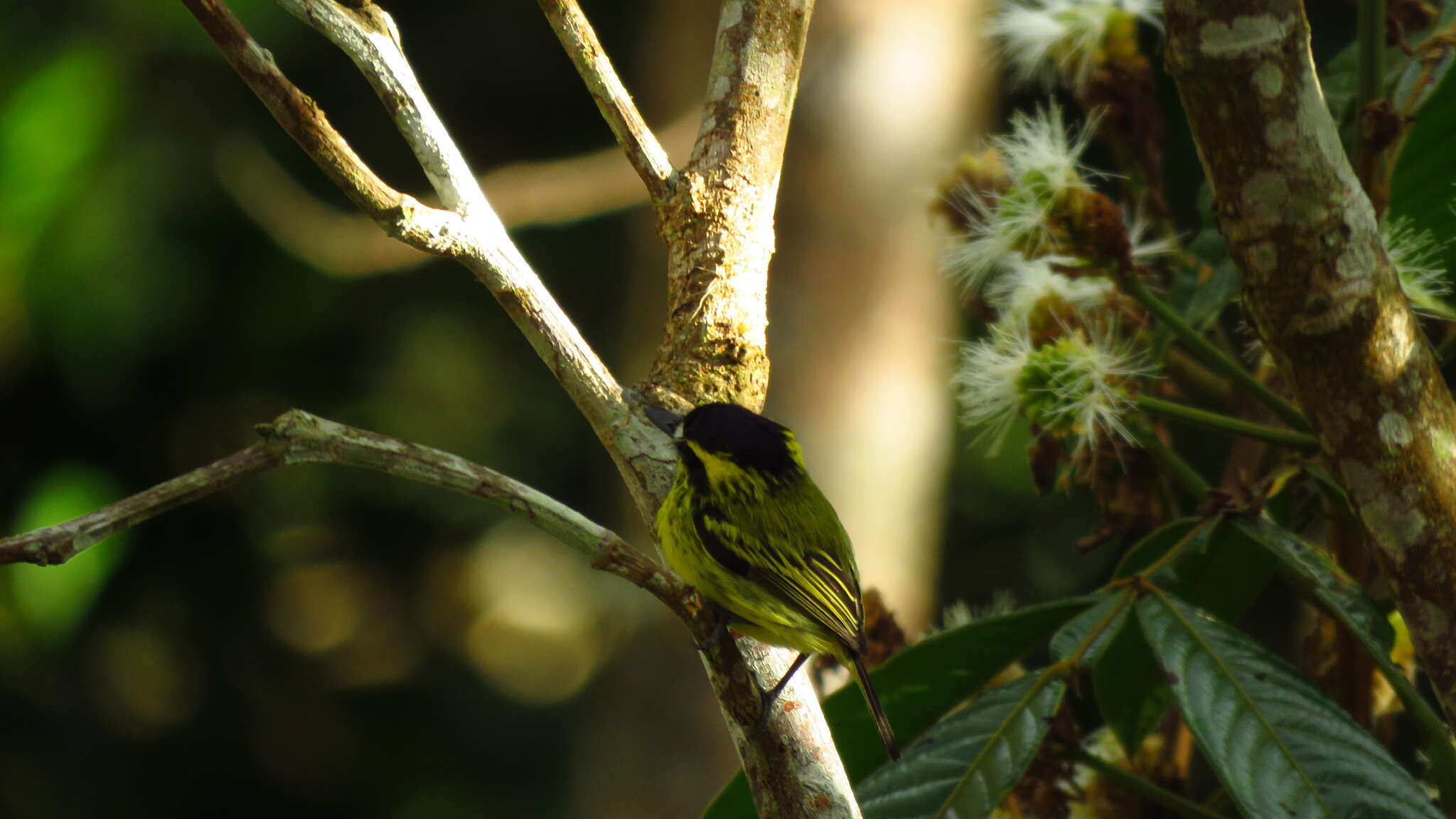 Image of Yellow-browed Tody-Flycatcher