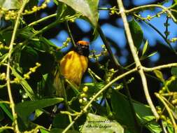 Image of Tawny-capped Euphonia