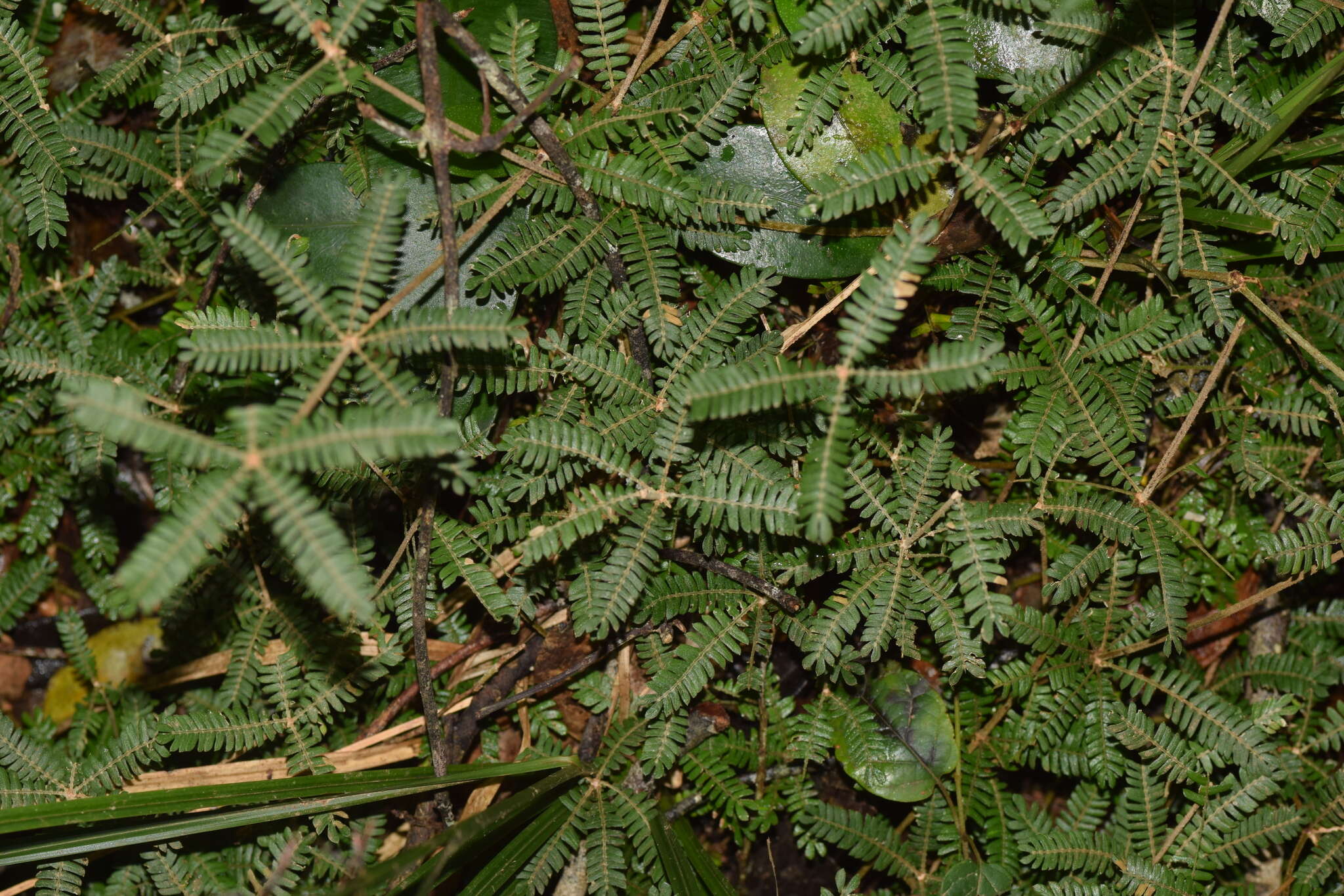 Imagem de Biophytum aeschynomenifolia Guillaumin