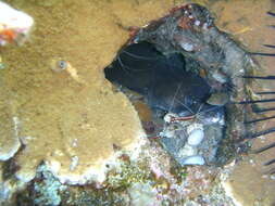 Image of Ash-colored conger eel