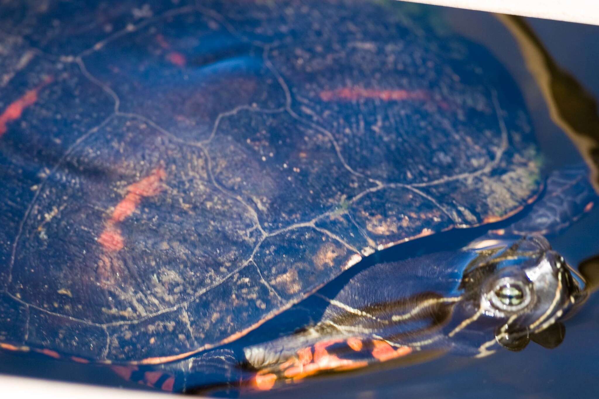 Image of Florida Red-bellied Cooter