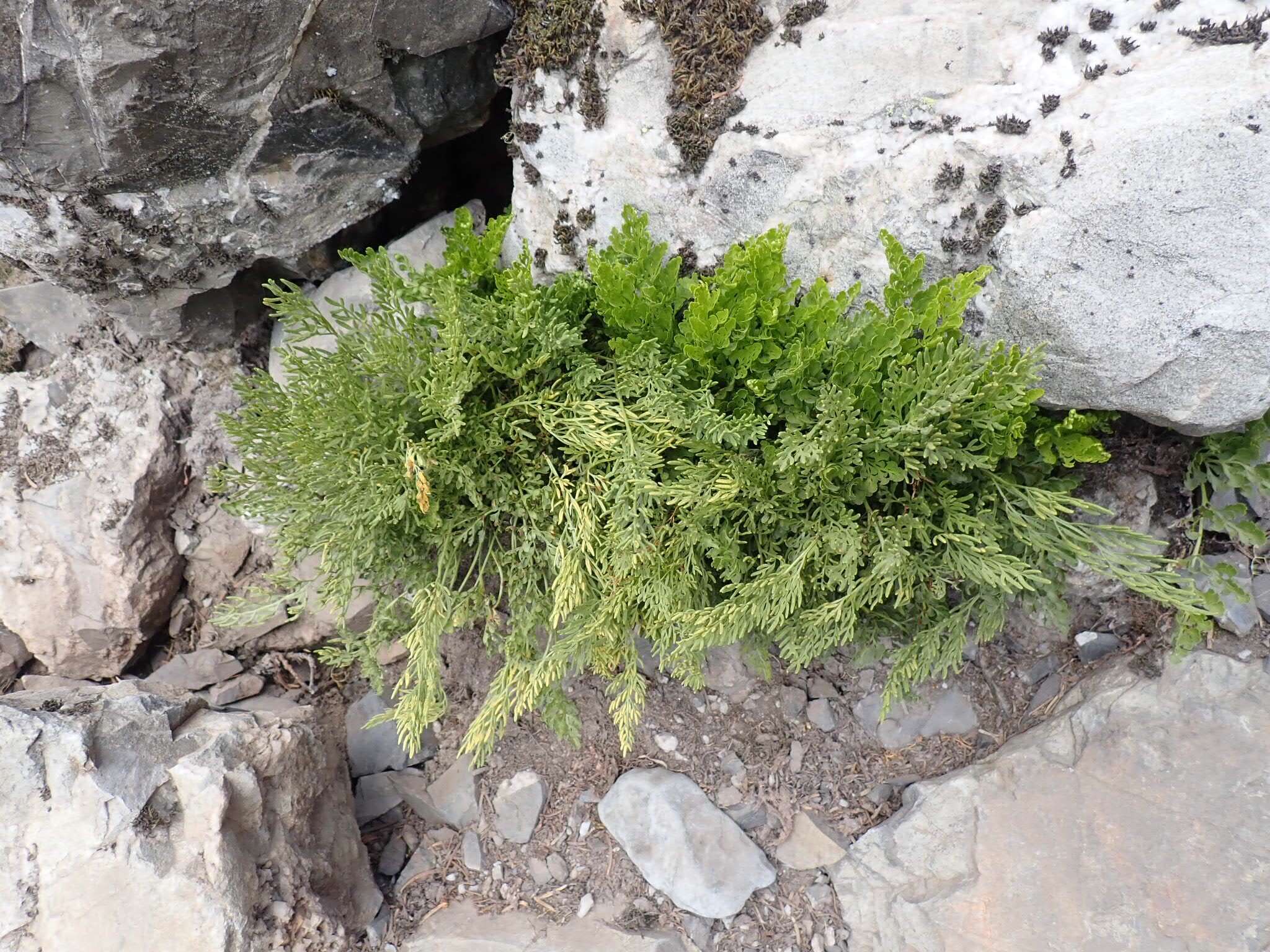 Cryptogramma cascadensis E. R. Alverson resmi