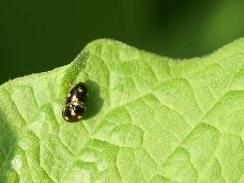 Image of Orange-spotted Lady Beetle