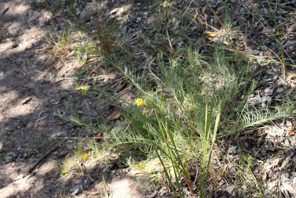 Image of Lebeckia gracilis Eckl. & Zeyh.