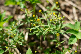 Image of Ranunculus monophyllus Ovcz.