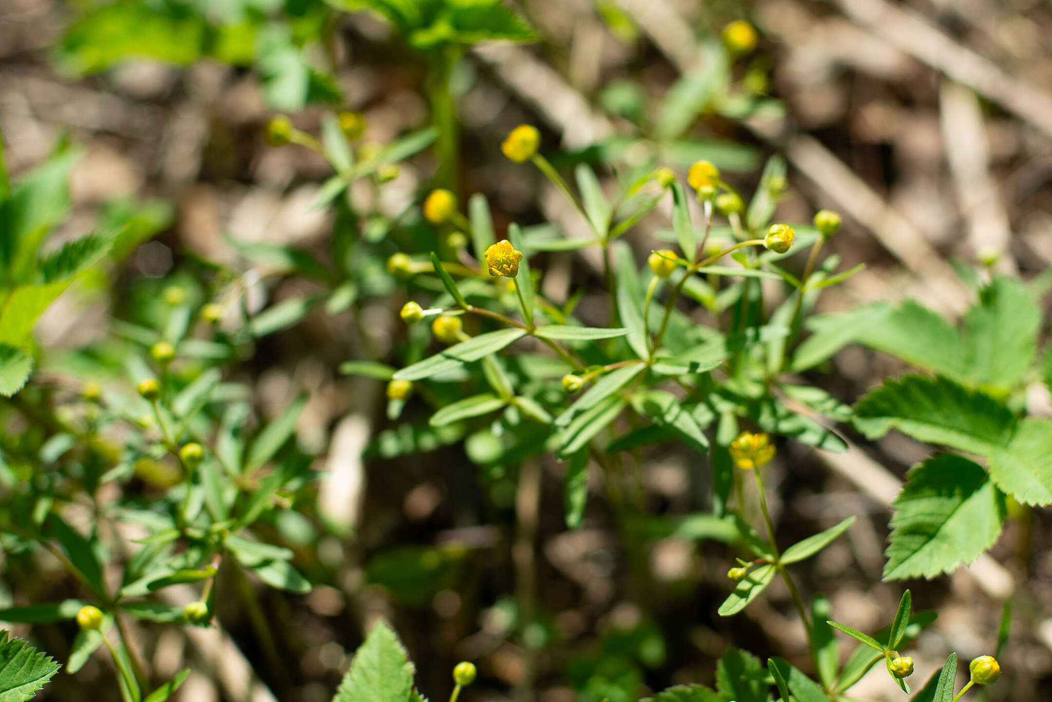 Image of Ranunculus monophyllus Ovcz.