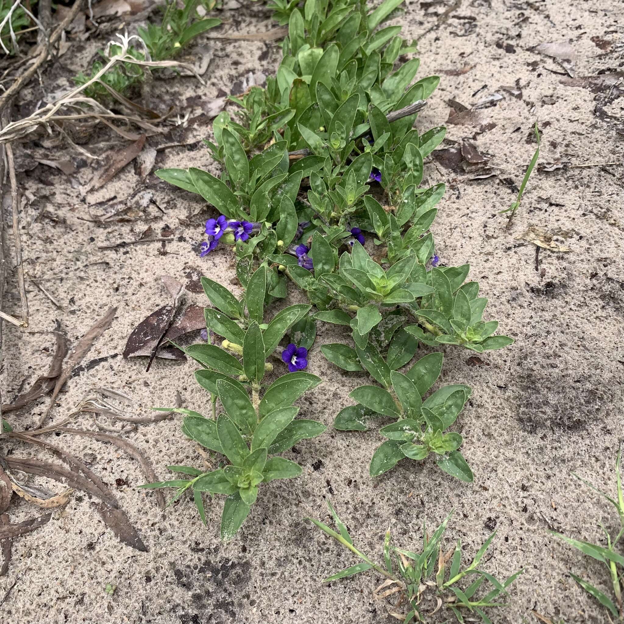 Aptosimum decumbens Schinz resmi