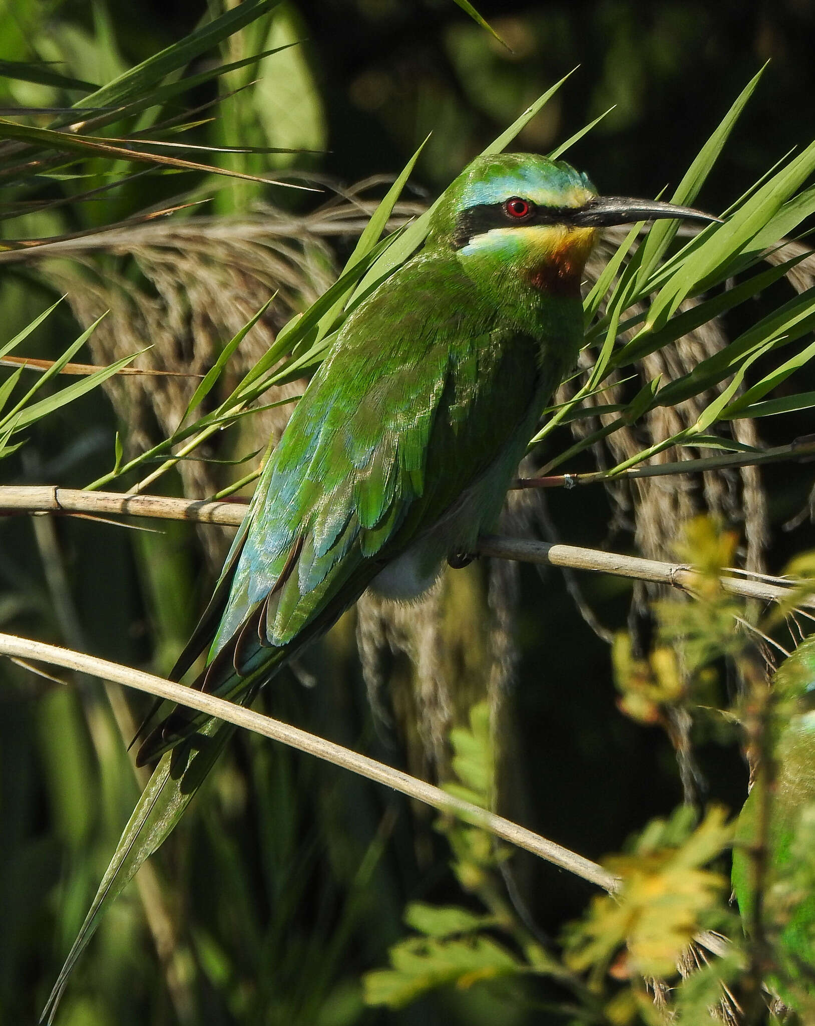 Image of Blue-cheeked Bee-eater