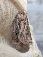 صورة Agrotis gladiaria Morris 1874