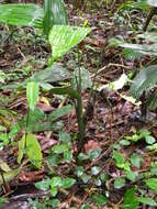 Image of Dracaena aubryana Brongn. ex É. Morren