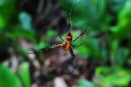 Image of Leucauge fastigata