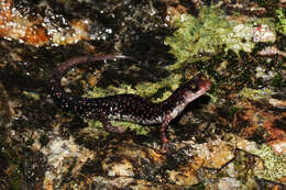 Image of Caddo Mountain Salamander