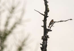 Image of Black-throated Thrush