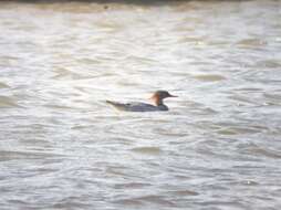 Image of Chinese Merganser