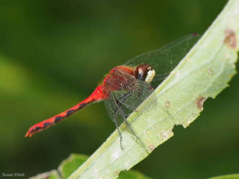 Image of White-faced Meadowhawk