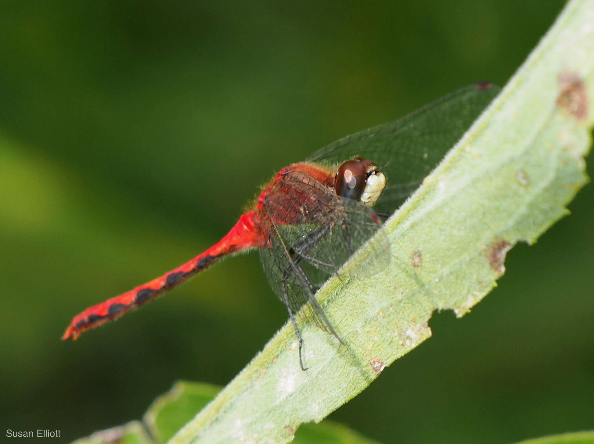 Plancia ëd Sympetrum obtrusum (Hagen 1867)