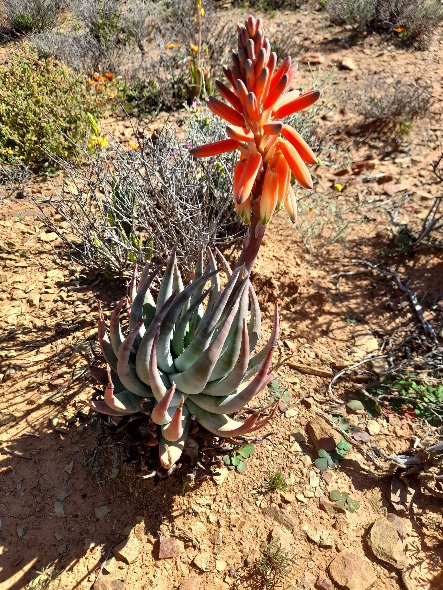 Aloe krapohliana Marloth resmi