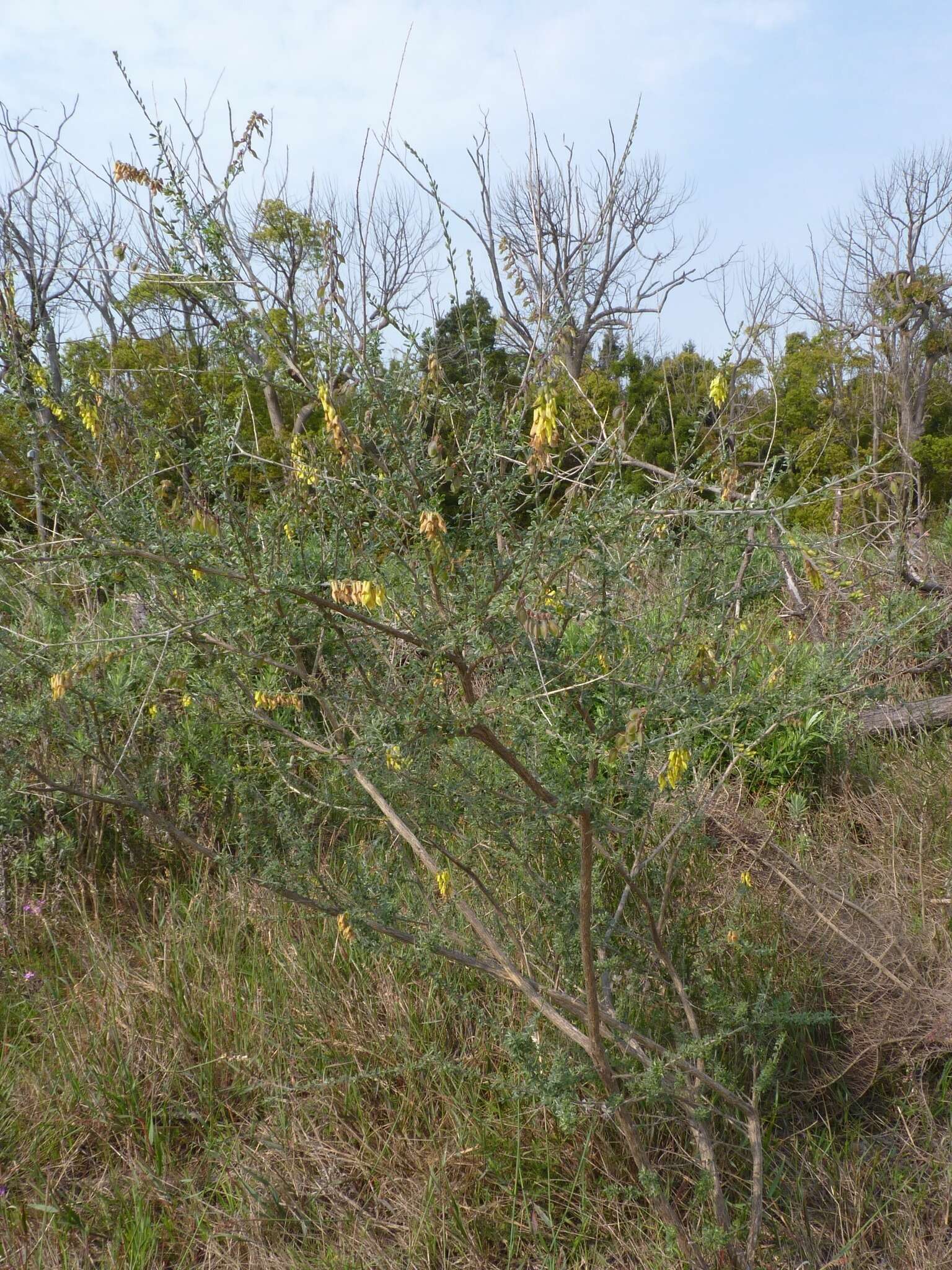 Sivun Wiborgia obcordata (P. J. Bergius) Thunb. kuva