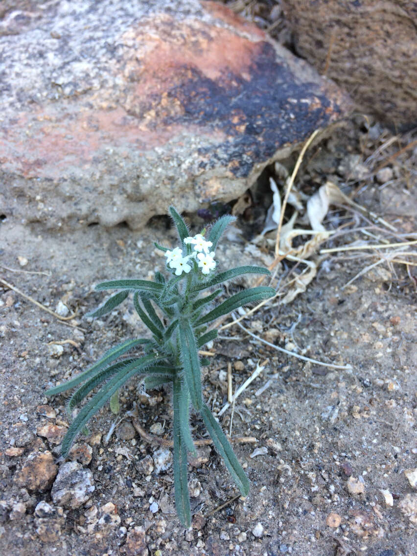 صورة Cryptantha intermedia (A. Gray) Greene