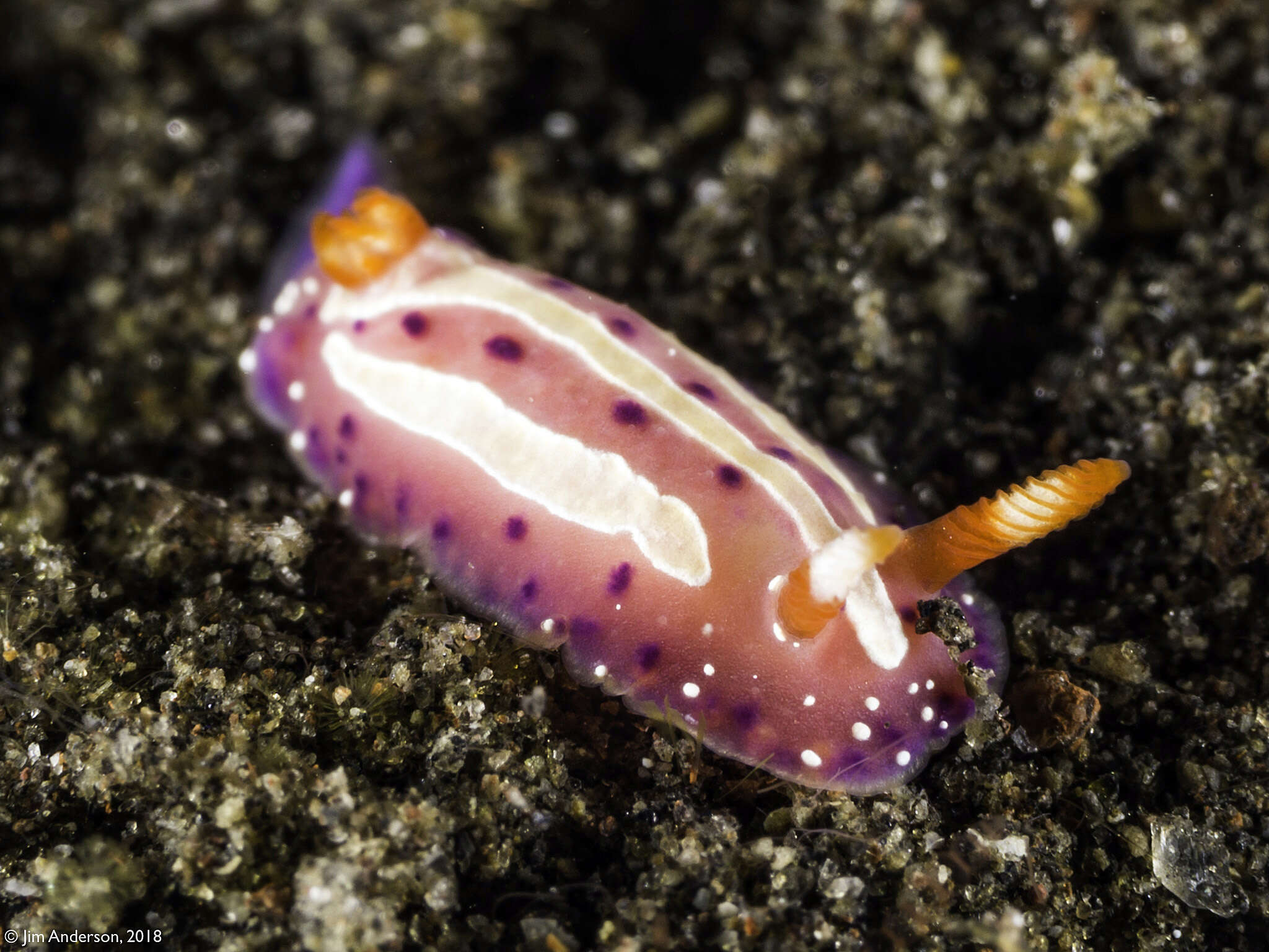 Image of Mexichromis aurora (R. F. Johnson & Gosliner 1998)