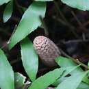 Image of Cycad