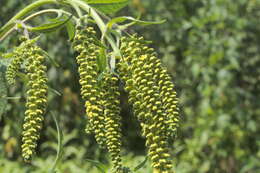 Image of Texan great ragweed