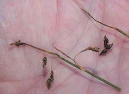 Image of Loose-flowered alpine sedge