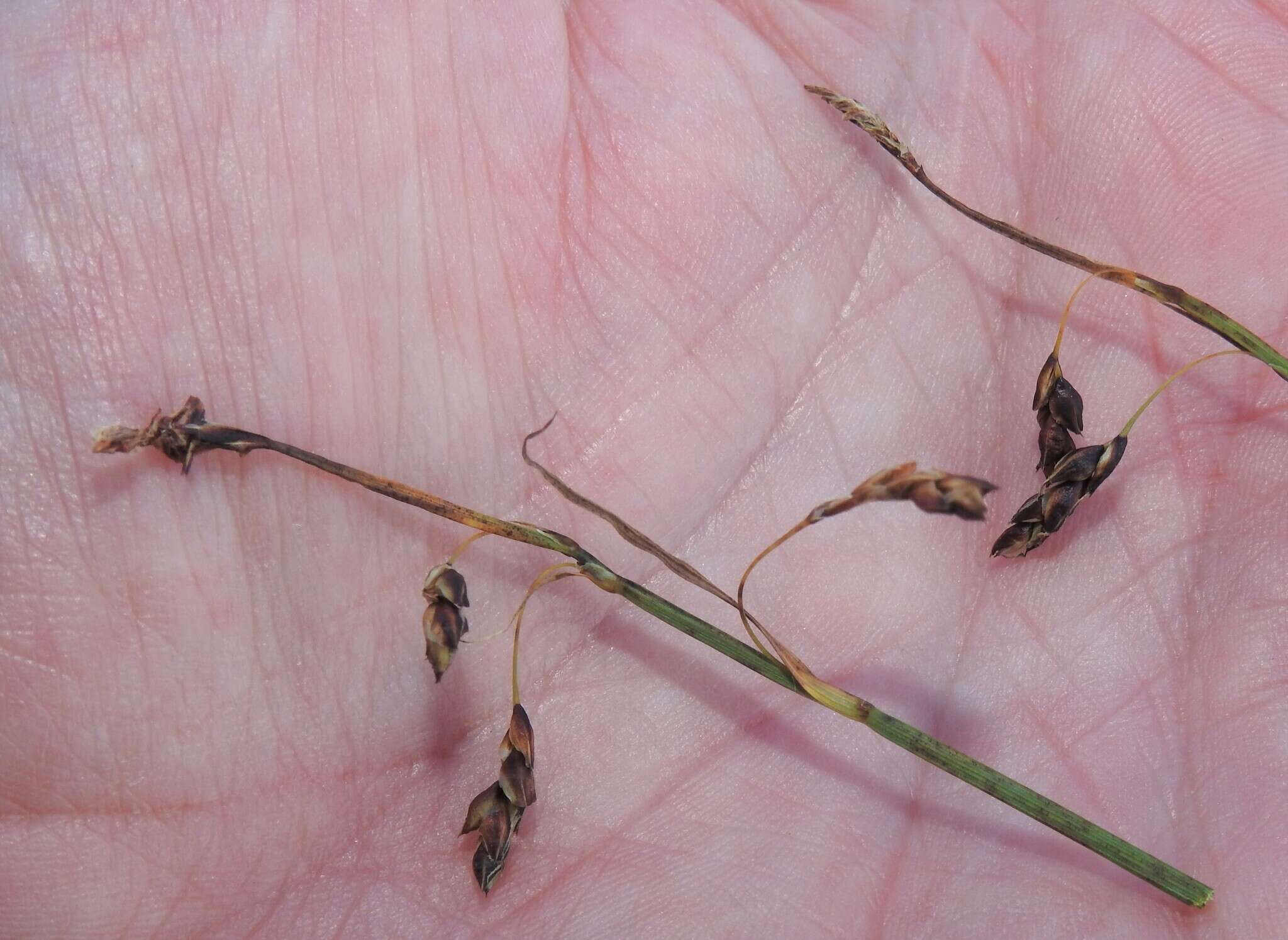 Image of Loose-flowered alpine sedge