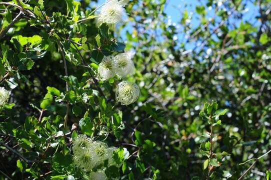 Image of pipestem clematis