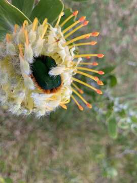 Imagem de <i>Trichostetha <i>fascicularis</i></i> fascicularis