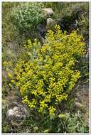 Image of Euphorbia glareosa Pall. ex M. Bieb.