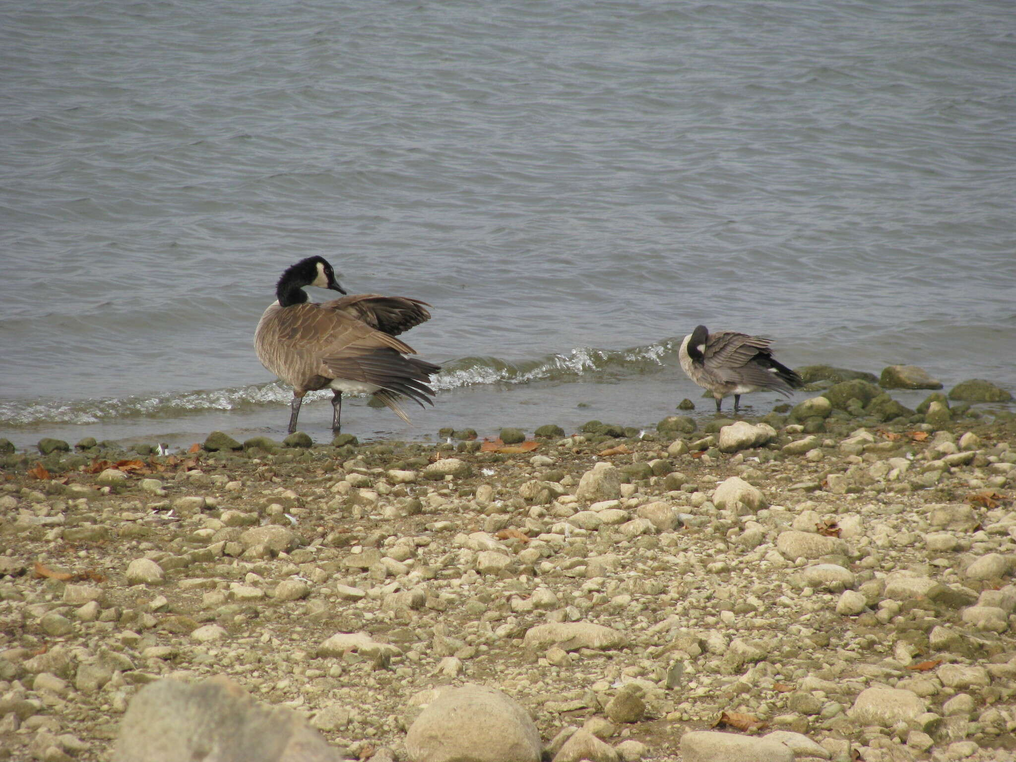 Image of Branta hutchinsii minima Ridgway 1885