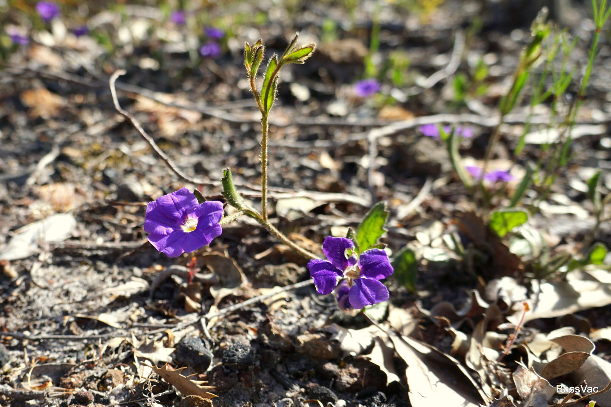 Слика од Scaevola calliptera Benth.