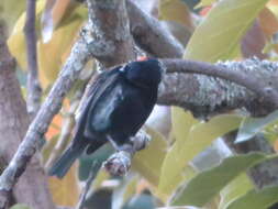 Image of Silver-backed Tanager