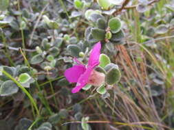 Image of Podalyria burchellii DC.