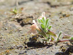 Imagem de Salvia axillaris Moc. & Sessé ex Benth.