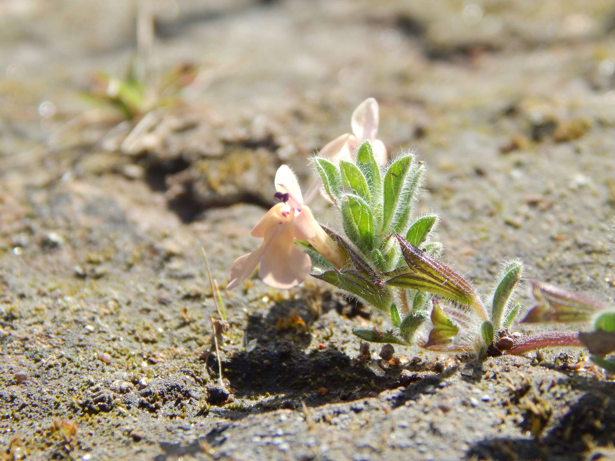 صورة Salvia axillaris Moc. & Sessé ex Benth.