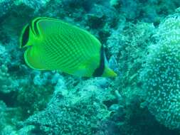 Image of Latticed Butterflyfish