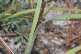 Schizachyrium scoparium subsp. divergens (Hack.) Gandhi & Smeins resmi