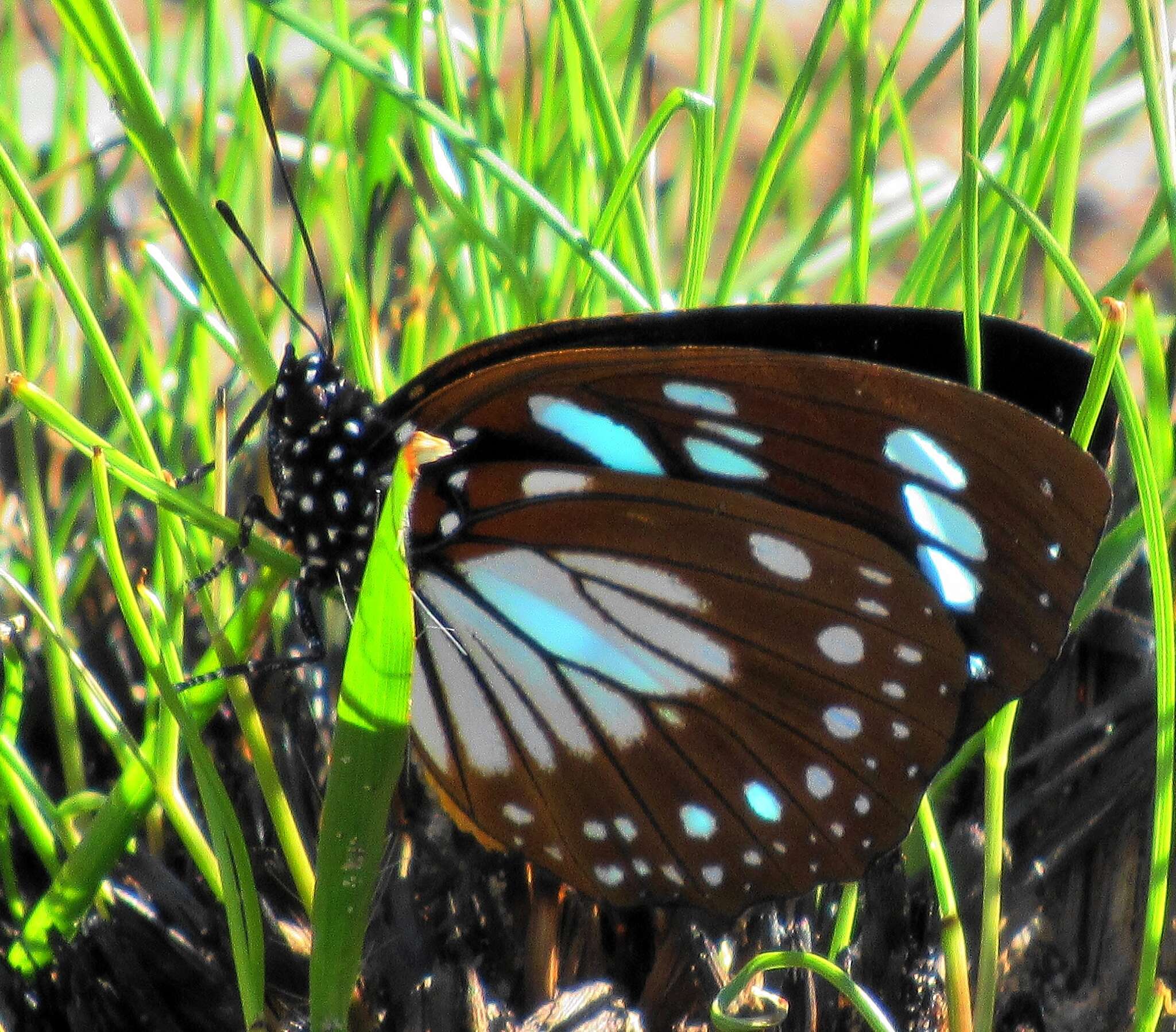 Imagem de Charaxes wakefieldi (Ward 1873)