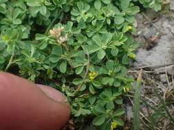 Image of slender hop clover