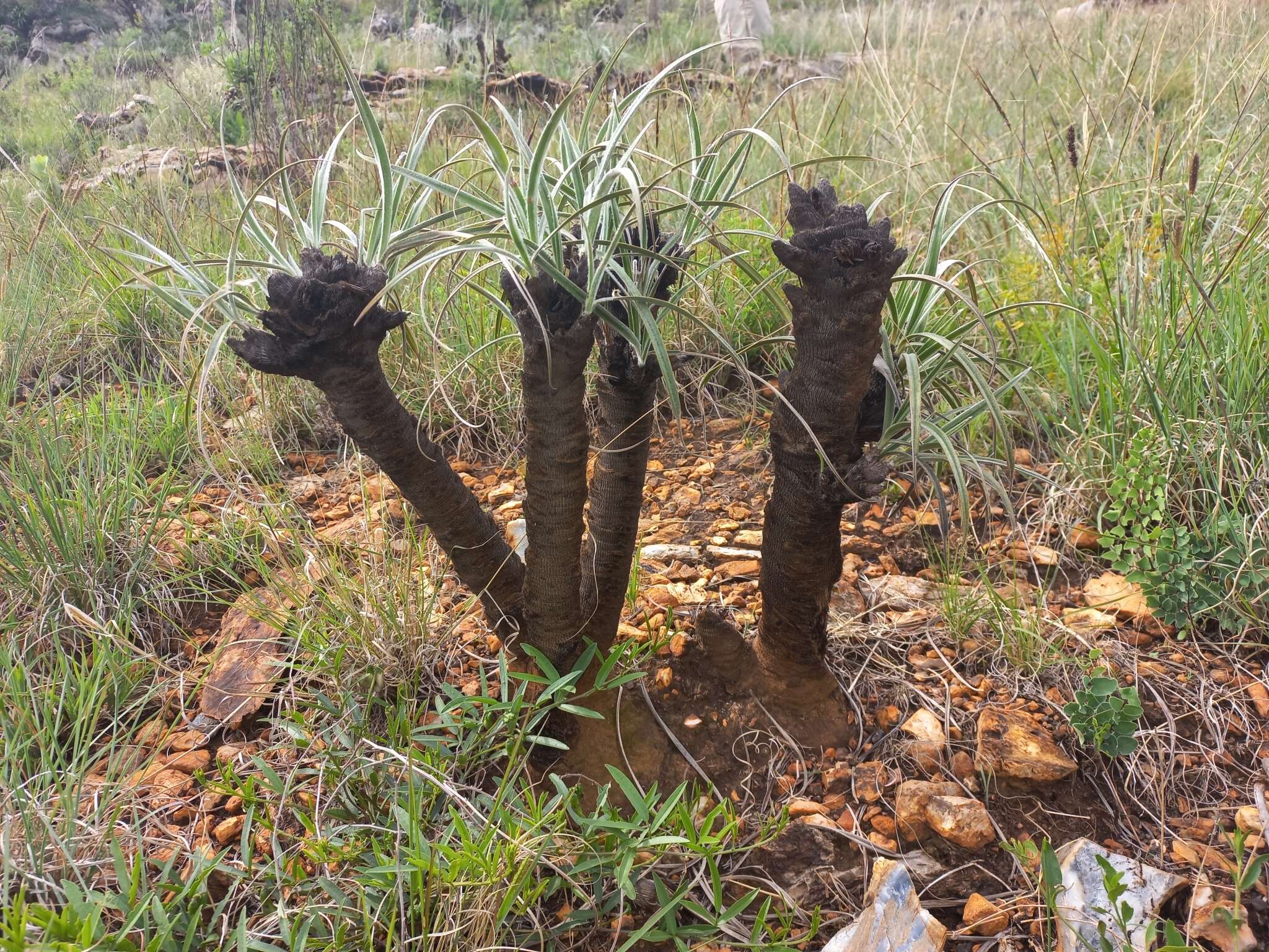 Image of Hairy fibrestem