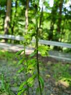 Image of Epipactis albensis Nováková & Rydlo