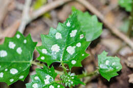 Image of Laportea grossa (E. Mey. ex Wedd.) Chew