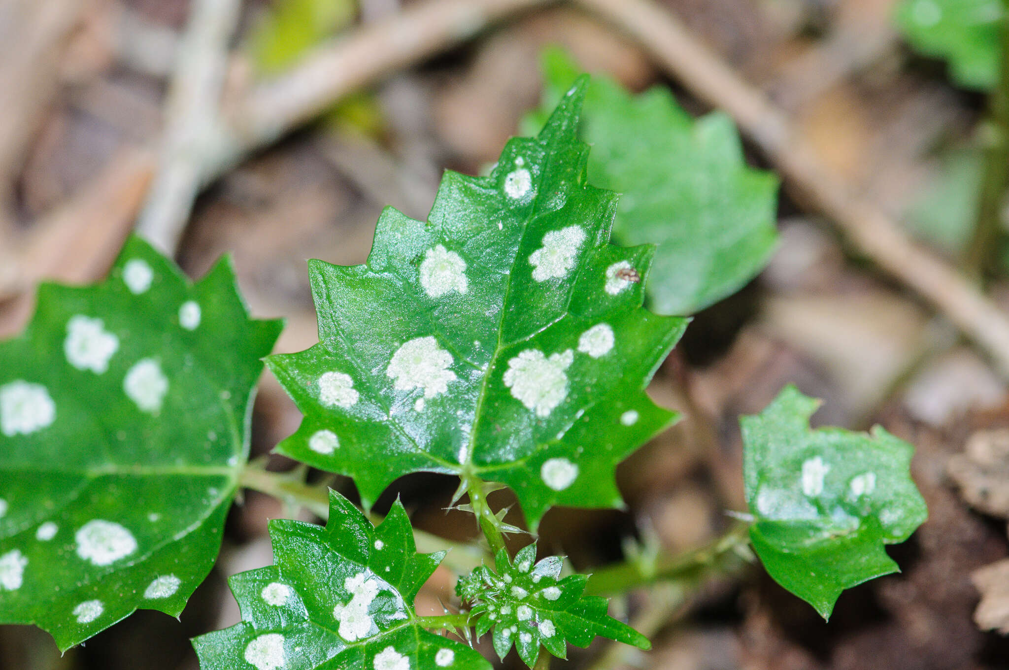 Image of Laportea grossa (E. Mey. ex Wedd.) Chew