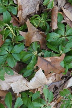 Image of Japanese pachysandra